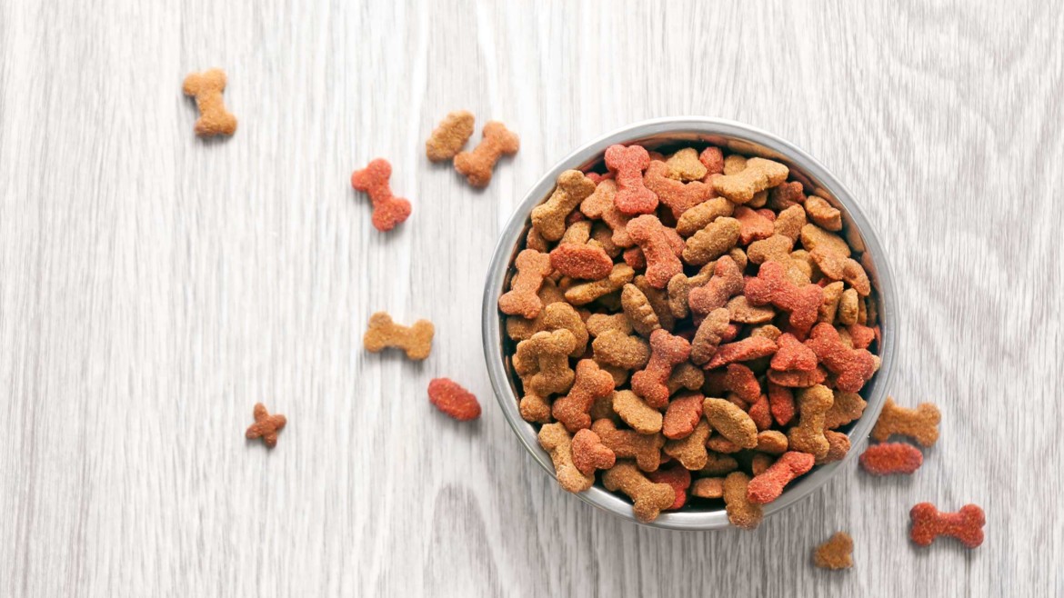 What a Newbie Should Know about Dog Food